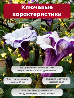 Дурман балерина парпл