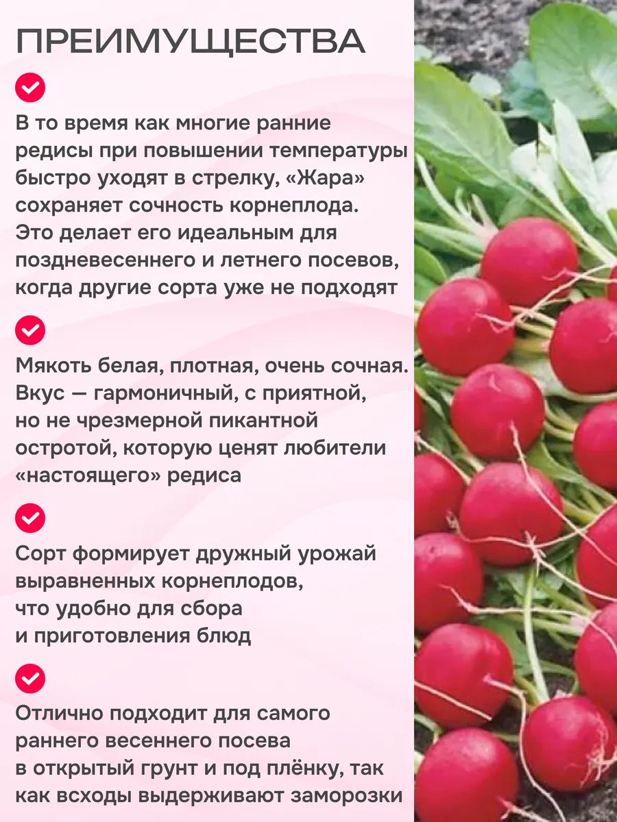 Редис жара